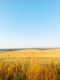 Scenic view of agricultural field against clear blue sky