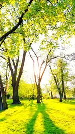 Trees on field against sky