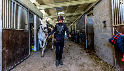 Young rider preparing horse for riding in stable