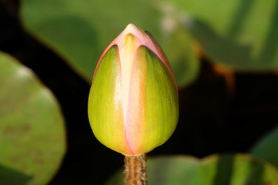 Close-up of fruit growing on plant