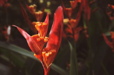 Close-up of orange rose flower