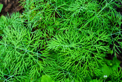 Close-up of fresh green grass