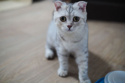 Close-up portrait of white cat