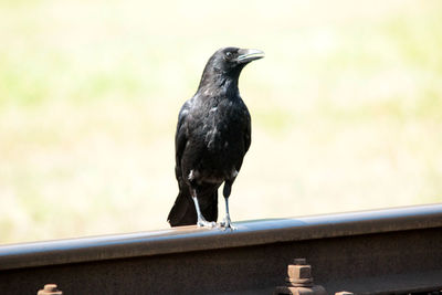 Close-up of bird perching outdoors