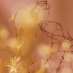 Close-up of plant against sky