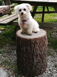 Portrait of dog sitting on tree trunk