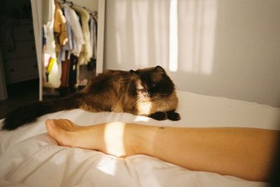 Portrait of cat resting on bed at home