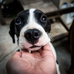 Close-up of hand holding dog