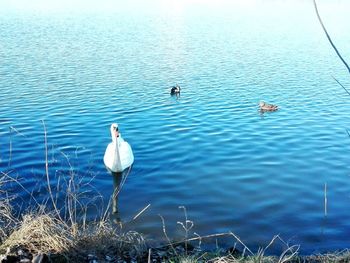 Swans swimming in lake
