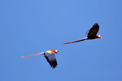 Bird flying over blue sky