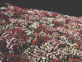 Low angle view of tree against sky