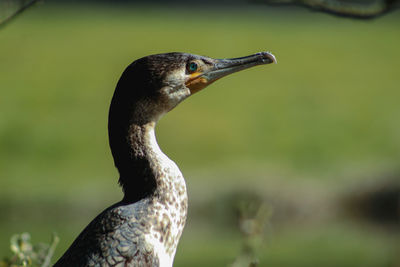 Close-up of a cormorant bird