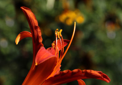 Close-up of orange lily blooming on sunny day