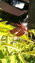 Close-up of insect on plant