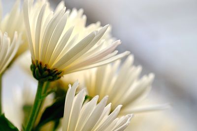 Close-up of white flower