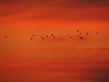 Flock of birds flying against orange sky