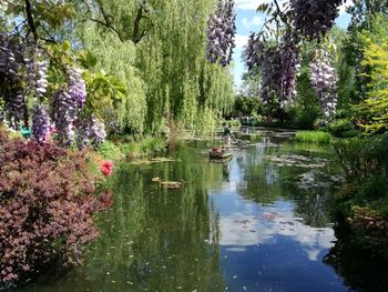 Scenic view of lake and plants in park