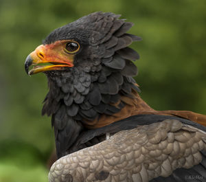 Close-up of eagle