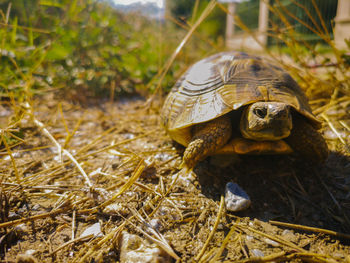 Close-up of a turtle in the ground