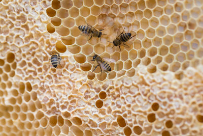 Close-up of bee on leaf