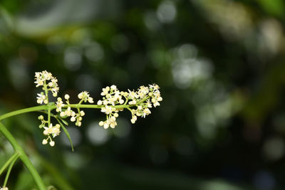 Azadirachta indica on a blurred background, neem flower on a blurred background