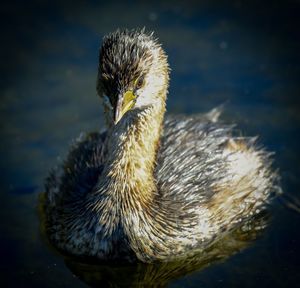 Close-up of duck swimming in lake