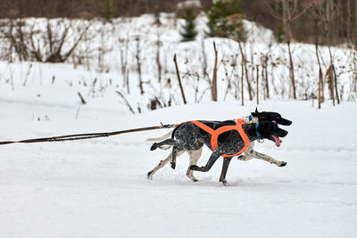 Dog on snow covered land