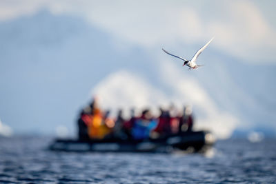Antarctic tern flies over inflatable raising wings