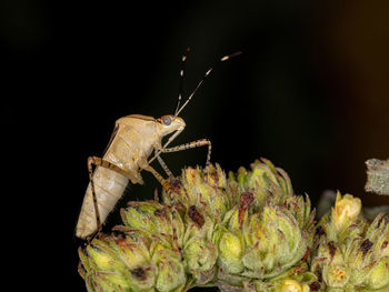 Close-up of butterfly on plant against black background