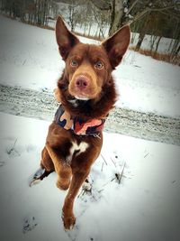 High angle portrait of dog on snow during winter