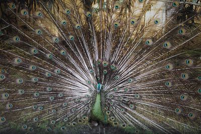 Full frame shot of peacock