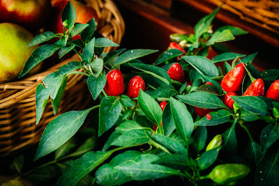 Close-up of berries growing on tree