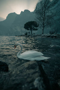 View of swan in lake during winter