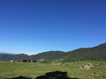 Sheep grazing in a field