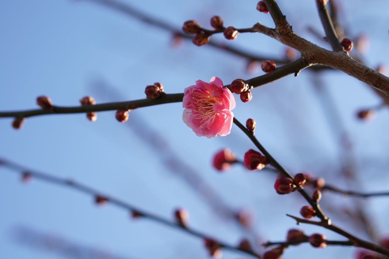 plant, flower, flowering plant, growth, beauty in nature, fragility, freshness, vulnerability, close-up, blossom, focus on foreground, branch, pink color, petal, nature, tree, selective focus, springtime, twig, no people, flower head, outdoors, plum blossom, pollen, cherry blossom