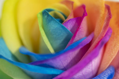 Full frame shot of purple flower