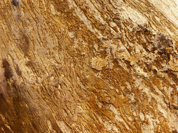 Full frame shot of tree trunk