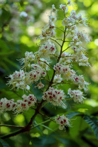 Close-up of flowers on tree