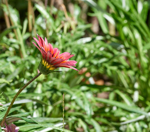 Close-up of red flower