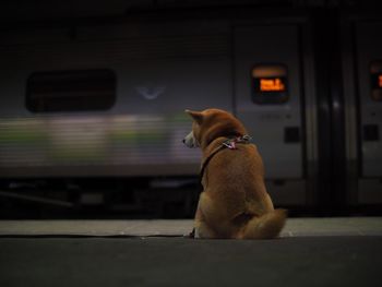 Dog sitting on road