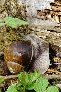 Close-up of snail on tree trunk