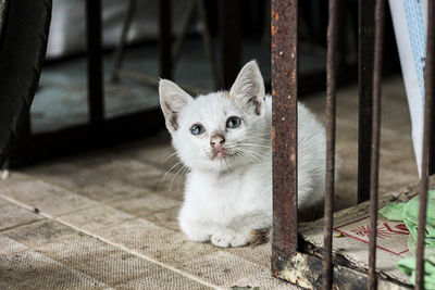 Portrait of kitten on tiled floor