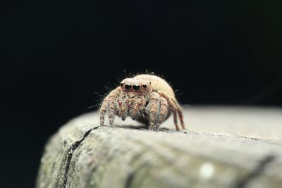 Close-up of spider on rock