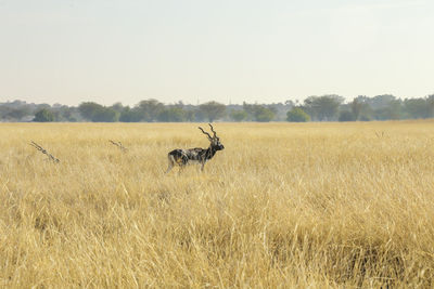 grassland