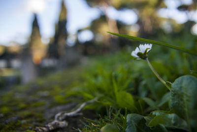 Close-up of flowering plant on field