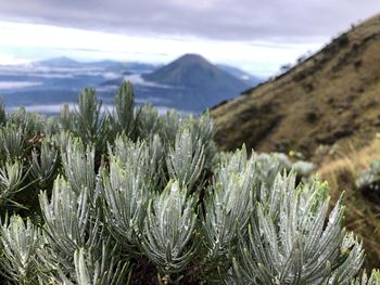 Close-up of plants on field against sky