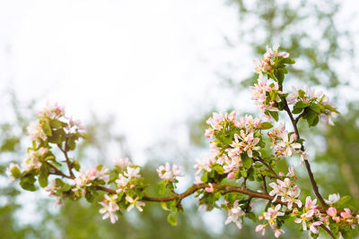 Close-up of pink cherry blossoms in spring