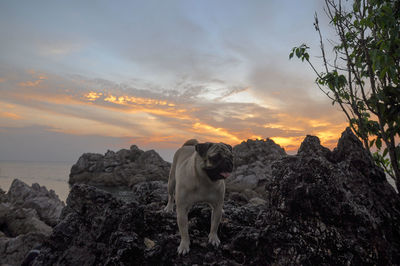 Dog standing on rock against sky during sunset