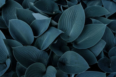 Full frame shot of lotus leaves