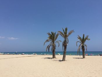 Palm trees on beach against blue sky